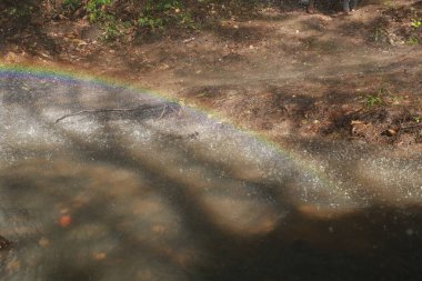 Orman suyunda gökkuşağı