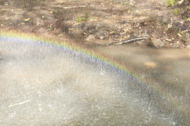 Orman suyunda gökkuşağı