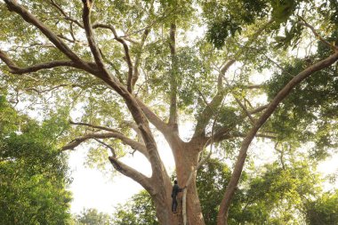 Ormandaki Dev Ağaçtaki Adam Rajamundry Hindistan 25 Şubat 2022