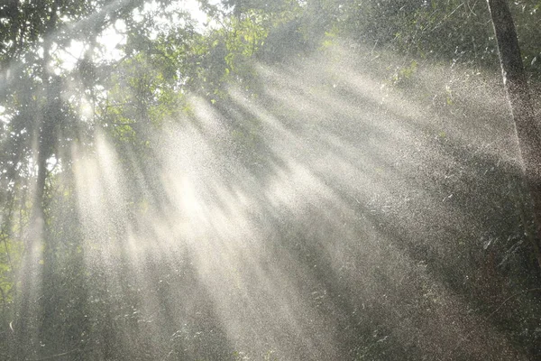 Hindistan Ormanı 'na yağmur yağıyor.