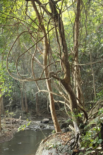 Chuva Floresta Índia — Fotografia de Stock