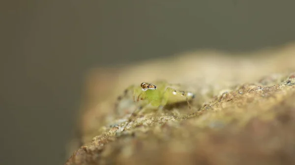 Skrämmande Spindel Stenen — Stockfoto