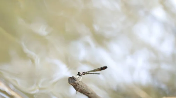 Макроснимок Стрекозы — стоковое фото