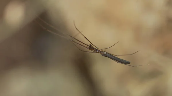 Insecto Tela Araña —  Fotos de Stock