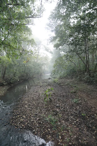 Chuva Floresta Índia — Fotografia de Stock