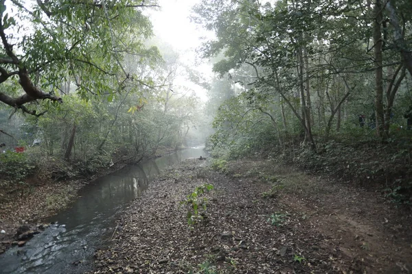 Rain Forest India — Stock Photo, Image