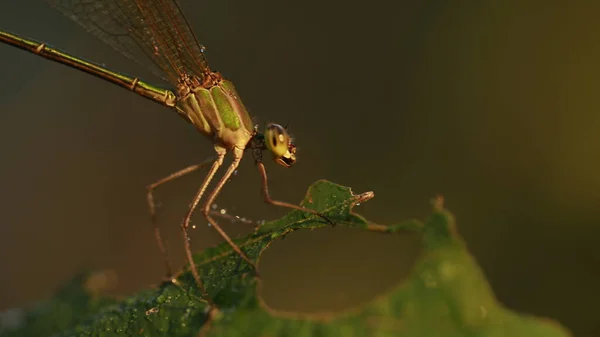 蜻蜓的宏观镜头 — 图库照片