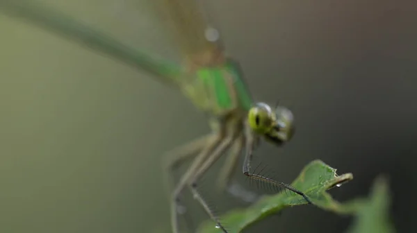 Macro Shot Dragonfly — Stock Photo, Image