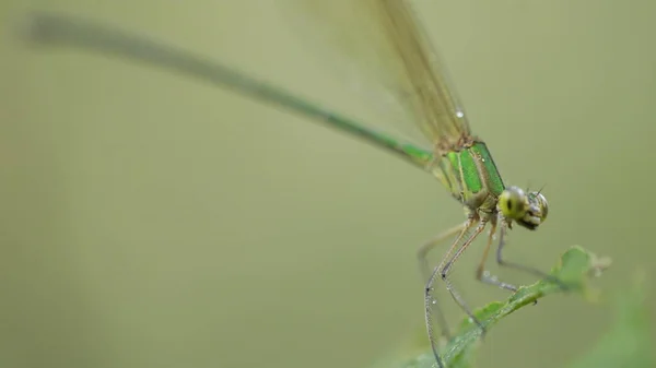 Tiro Macro Uma Libélula — Fotografia de Stock