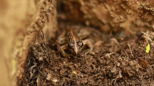 Sapo Chão Molhado — Fotografia de Stock