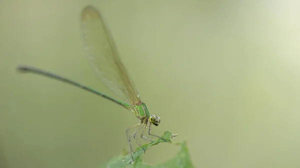 Tiro Macro Uma Libélula — Fotografia de Stock