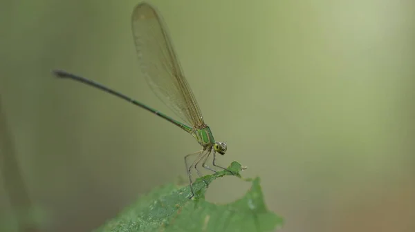 Makroaufnahme Einer Libelle — Stockfoto