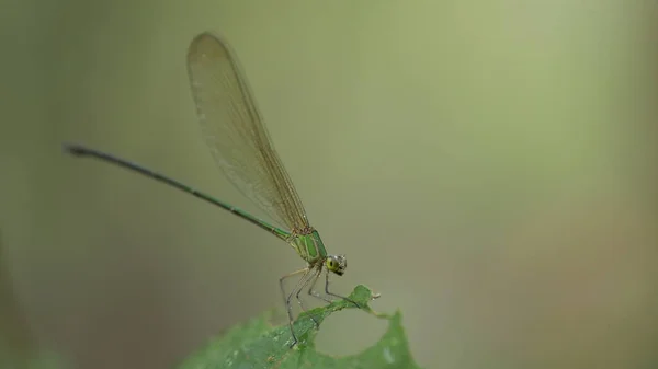 Macro Scatto Una Libellula — Foto Stock