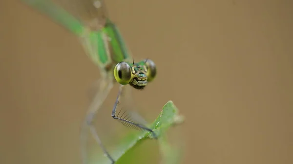 Macro Shot Van Een Libelle — Stockfoto