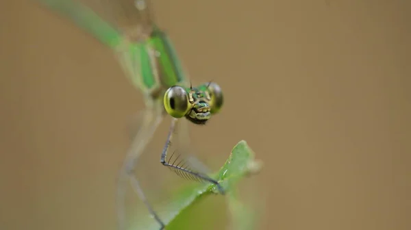 Makro Záběr Vážky — Stock fotografie