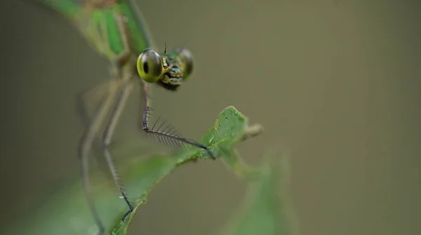 Macro Shot Van Een Libelle — Stockfoto