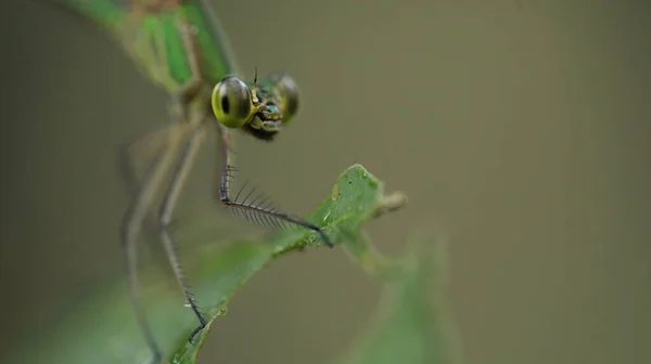 Tiro Macro Uma Libélula — Fotografia de Stock