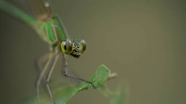 Macro Shot Van Een Libelle — Stockfoto