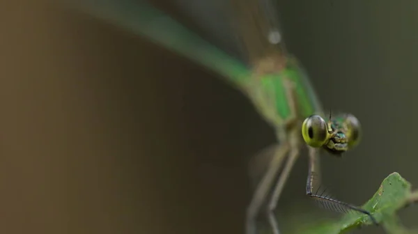 Macro Disparo Una Libélula —  Fotos de Stock