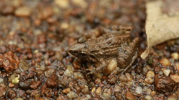 Frog Wet Ground — Stock Photo, Image