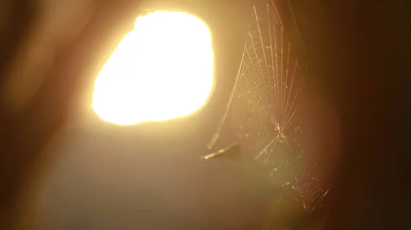 クモの巣に昆虫 — ストック写真