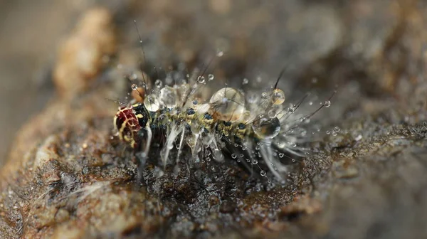 Lagarta Morta Pedra — Fotografia de Stock