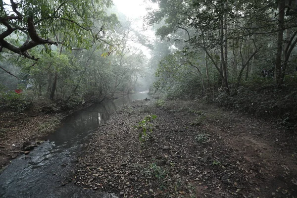 Pioggia Nella Foresta India — Foto Stock