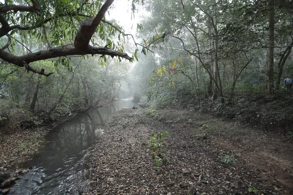 森の中の雨インド — ストック写真
