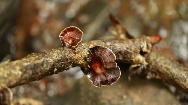 Wood Ear Fungi Mushrooms Grow Forest — Stock Photo, Image