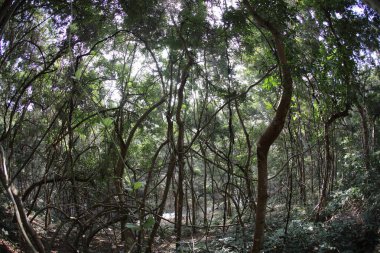 Hint Ormanında Tropik Ağaç Damlaları