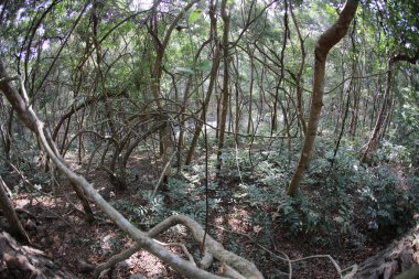 Hint Ormanında Tropik Ağaç Damlaları