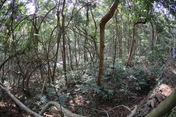 印度森林中的热带雨林 — 图库照片
