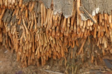 Çamurdaki eski kuru ağaç kökleri