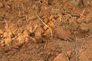 Çamurdaki eski kuru ağaç kökleri
