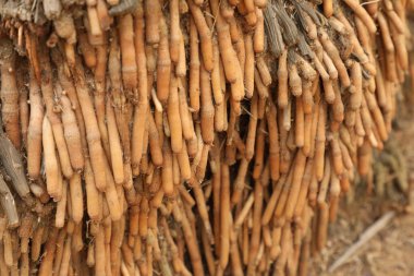 Çamurdaki eski kuru ağaç kökleri