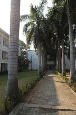 Doğadaki Hint İlaç Fabrikası