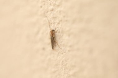 Duvardaki böceğin makro görüntüsü