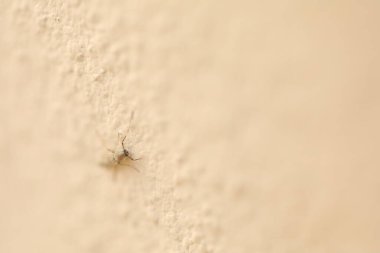 Duvardaki böceğin makro görüntüsü