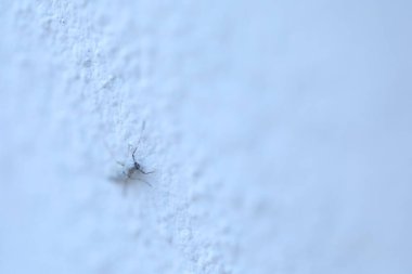 Duvardaki böceğin makro görüntüsü