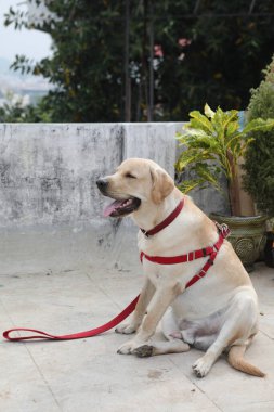 Evcil Köpek Evi 'ne yakın çekim