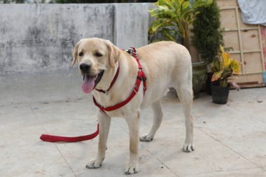 Evcil Köpek Evi 'ne yakın çekim