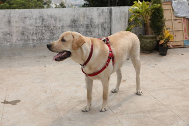 Evcil Köpek Evi 'ne yakın çekim