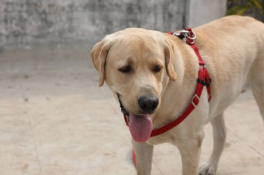 Evcil Köpek Evi 'ne yakın çekim