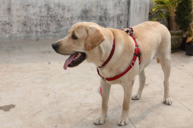 Evcil Köpek Evi 'ne yakın çekim