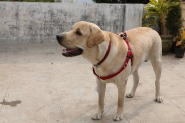 Evcil Köpek Evi 'ne yakın çekim