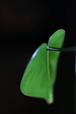 Hint İlaçlı Bitki Yaprak makro shot 'ı