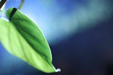 Hint İlaçlı Bitki Yaprak makro shot 'ı