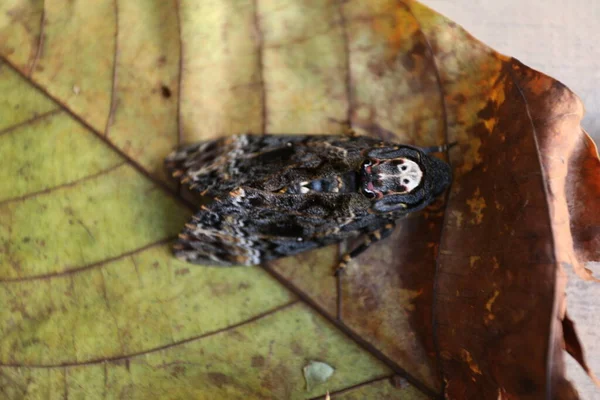 Borboleta Falcão Traça Morte Cabeça — Fotografia de Stock