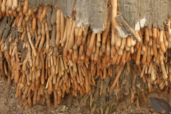 泥の中の古い乾燥した木の根 — ストック写真