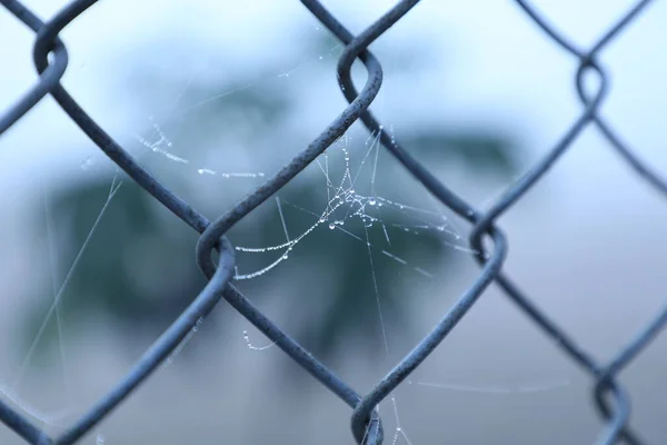 Spider Web Στο Μεταλλικό Φράχτη — Φωτογραφία Αρχείου